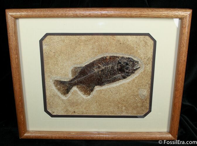 Framed Phareodus Fish Fossil - Inches Long #1324
